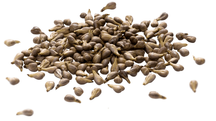 Τόνεν σπόρους σταφυλιών